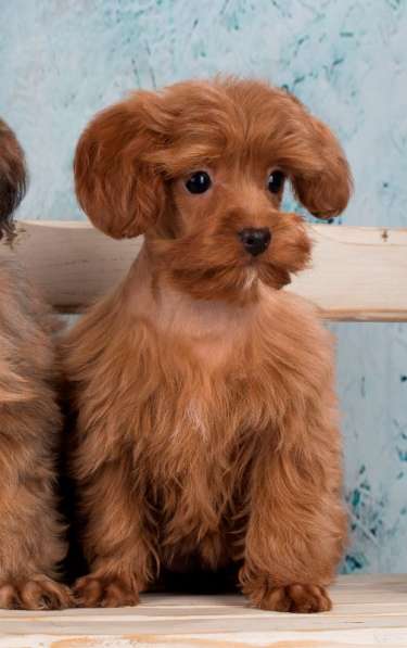 Щенок петербургской орхидеи в Санкт-Петербурге фото 4