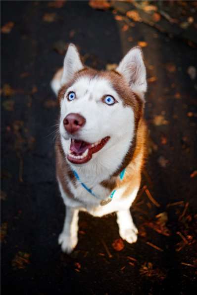 Девочка хаски в добрые руки в Москве фото 3
