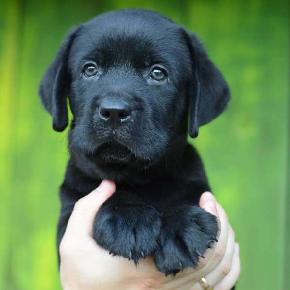 Щенки лабрадора- ретривера в фото 15