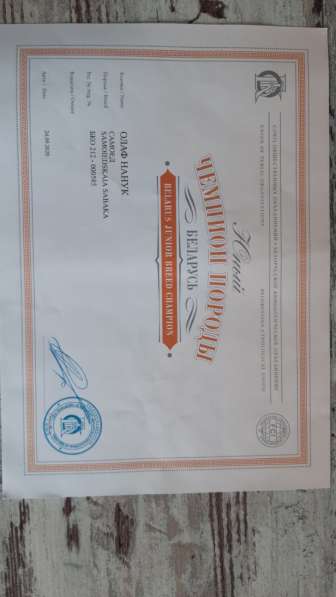 Самоедская лайка в Москве фото 14