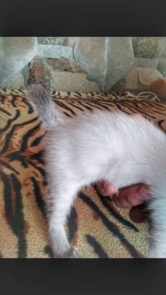 Котята меконгского бобтейла в Ростове-на-Дону фото 5