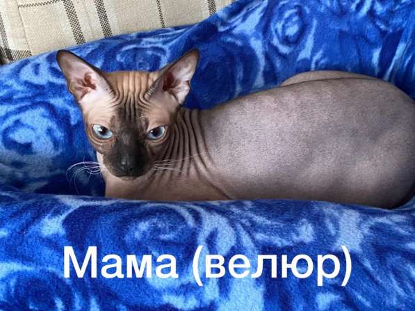 Котята Донской сфинкс в Новосибирске фото 3