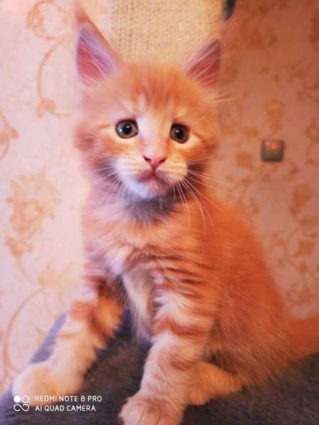 Продажа котят мейн кунов в Снежинске фото 10