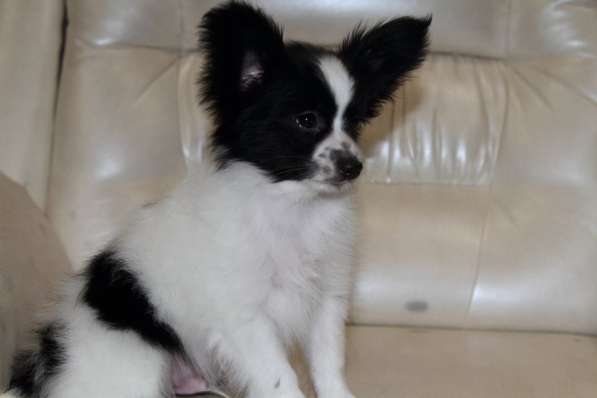 Продается щенок папийона в Краснотурьинске фото 25