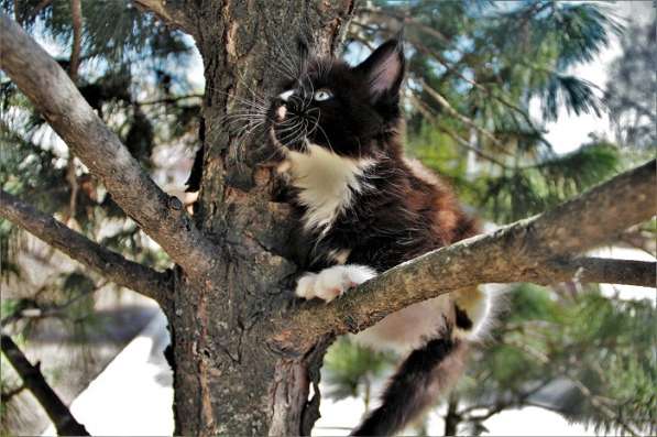 Котята мейн-куны, питомник IZ doma bennetti в Новосибирске фото 11