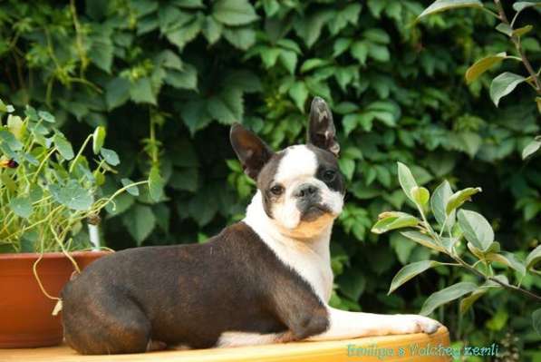 Бостон терьер - щенки от Чемпионов в Санкт-Петербурге