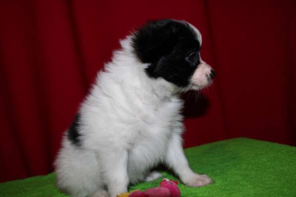 Папийоны в Ростове-на-Дону фото 14