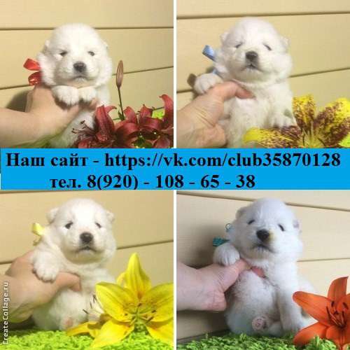 Щеночки Самоедской лайки. потрясающие малыши