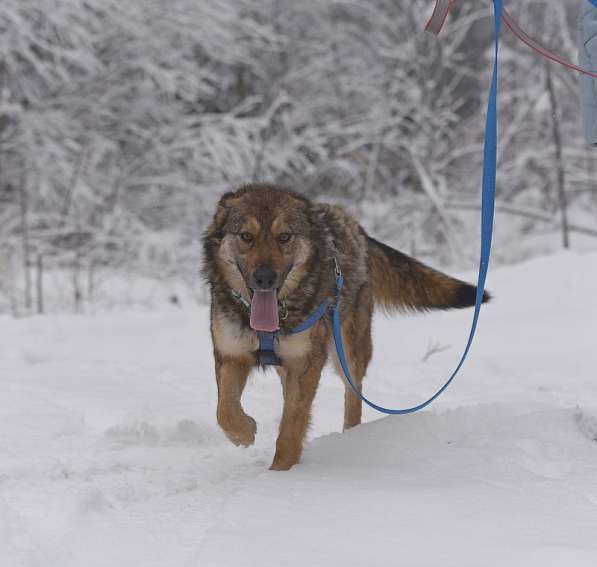 Молодая собачка Динга ищет семью в Москве фото 15