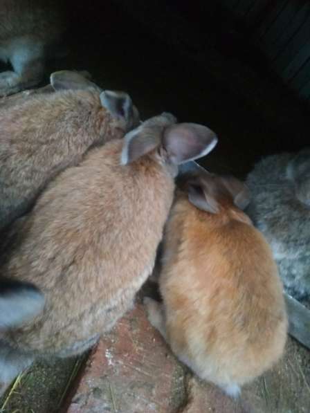 Кролики в Волоколамске