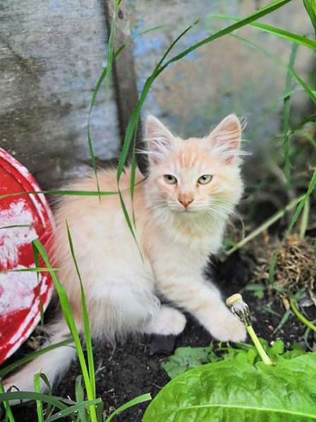 Очаровательные котята, мальчик и девочка ищут дом в Ульяновске фото 4