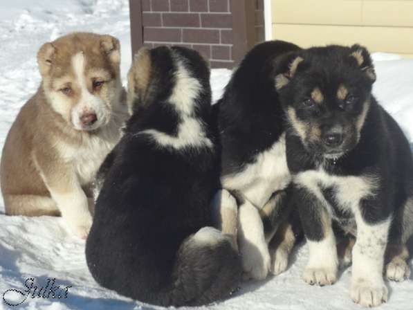 Продаются щенки САО(алабаи),от отарников Таджикистана в Владимире фото 12