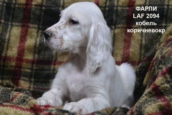 Английский сеттер щенки из элитного питомника в Москве фото 75