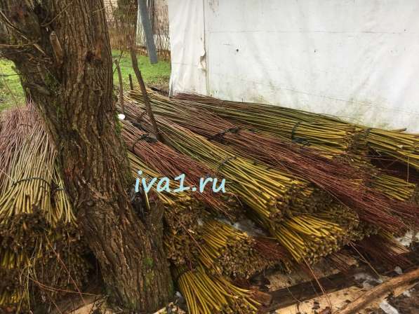 Плетеные деревья из ивы в Санкт-Петербурге фото 15