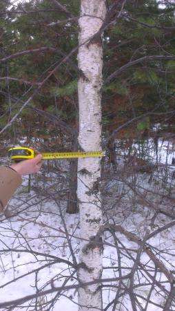 Баланс сосна, береза. в Екатеринбурге