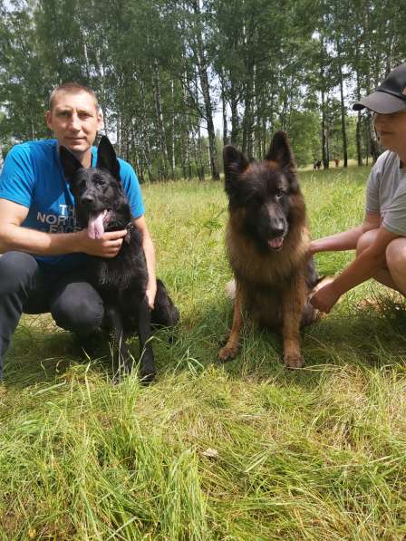 Продаются чистопородные щенки черной немецкой овчарки в Приморске
