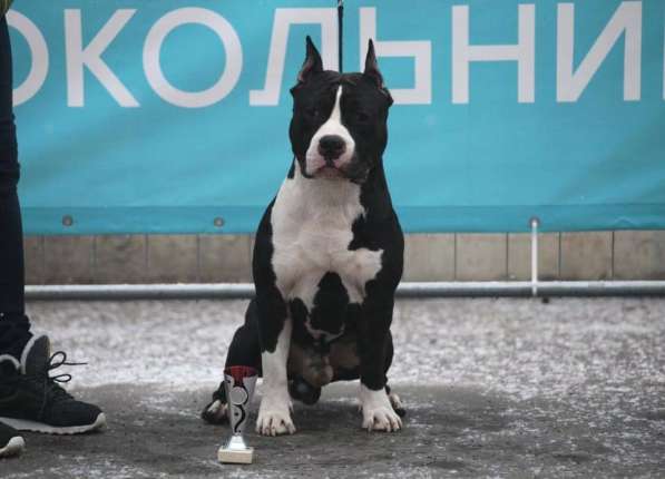 Красивая черная девочка Амстаффтерьера 3 мес в Москве