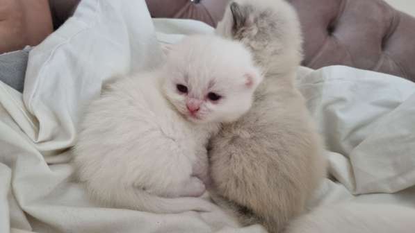 Scottish Fold - Scottish Straight Ankara в фото 5