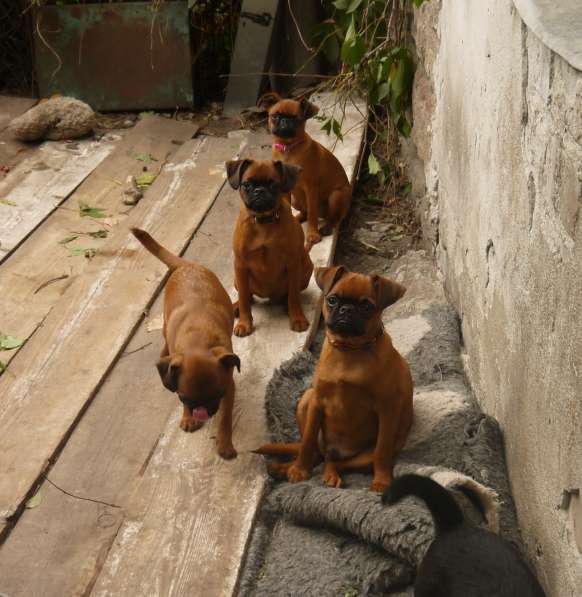 Перспективные щенки пти-брабансона в Калининграде
