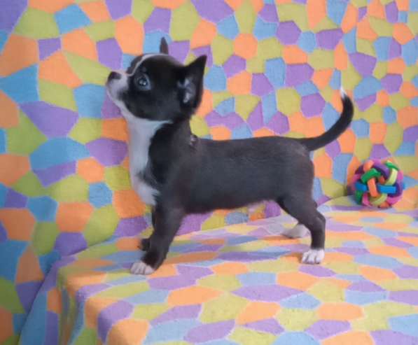 Чихуахуа. Blue