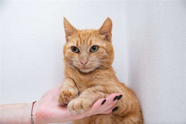 Рыжая кошка в добрые руки в Москве фото 3