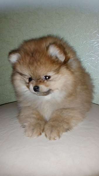 Мини-мишка девочка померанского шпица. Крошечная в фото 12