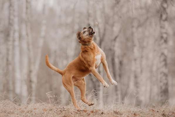 Воспитанный Бисмарк ищет семью в Москве фото 22