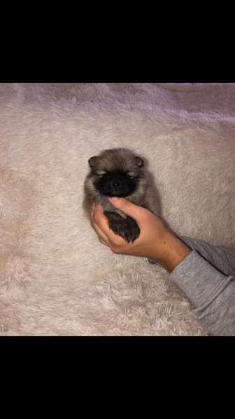 Шпиц в Москве