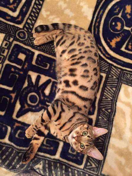 Бенгальские котята в Москве