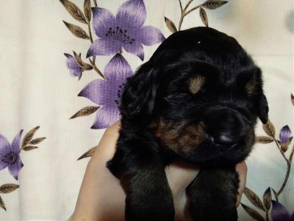 Тибетский мастиф щенки в Самаре фото 13