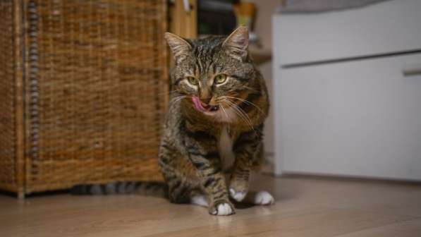 Вальяжный Боб в Москве фото 30