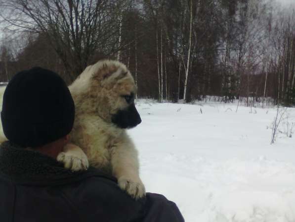Кавказская овчарка -щенки в Москве