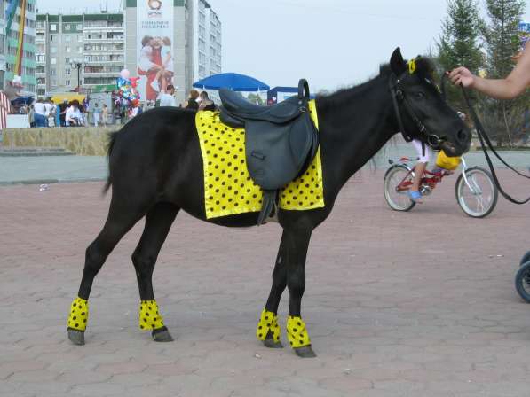 Пони и лошади на заказ в Екатеринбурге