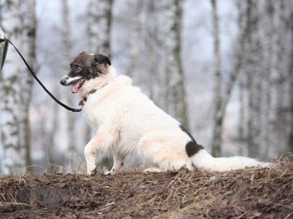 Пушистая красавица Электра ищет семью в Москве фото 23