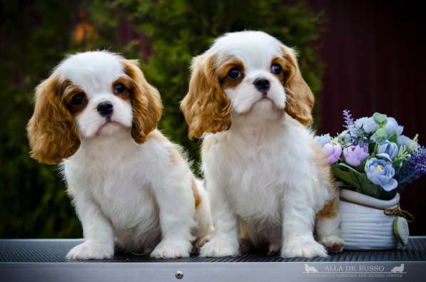 Щенки Кавалер Кинг Чарльз Спаниель в Москве фото 6