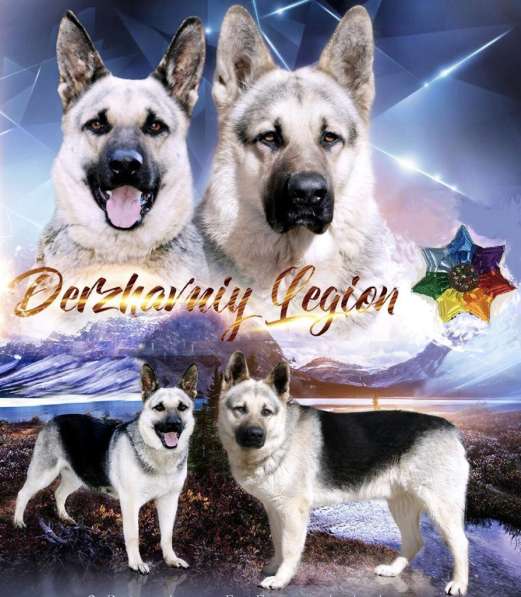 Продам щенков ВЕО в Кургане фото 8