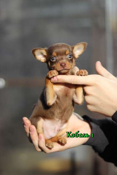 Щенки Русского той -терьера в Новосибирске фото 24