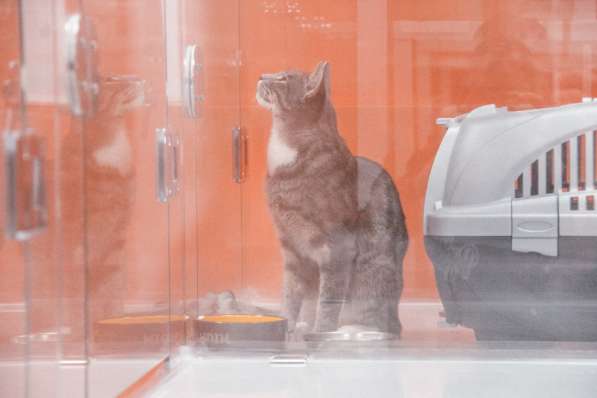 Передержка для кошек в Люберцы фото 20