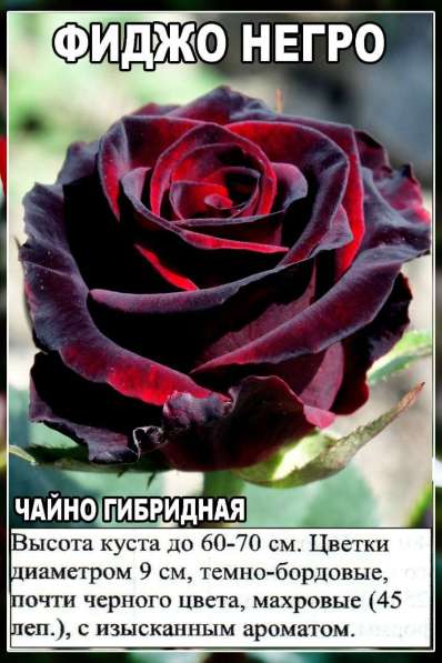 Саженцы сибирских роз 2020