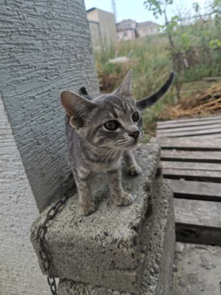 Котенок ищет дом! в Новороссийске фото 4