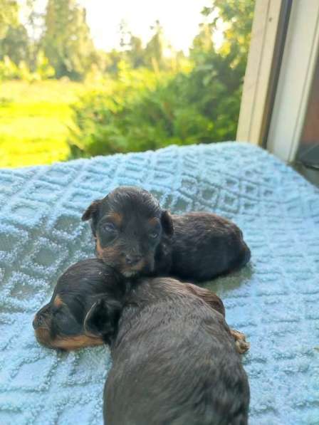 Villakoiran Pennut в фото 8