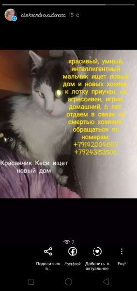 Отдам кошечек в заботливые руки