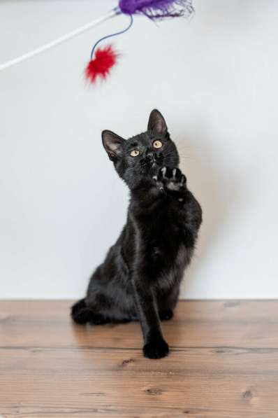 Милые чёрные котята в добрые руки в Москве фото 6