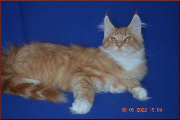 Роскошный черный котик мейн-кун из питомника в Астрахани фото 46