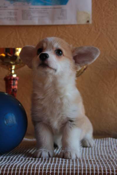 Puppies Welsh Corgi Pembrok в Ростове-на-Дону фото 6