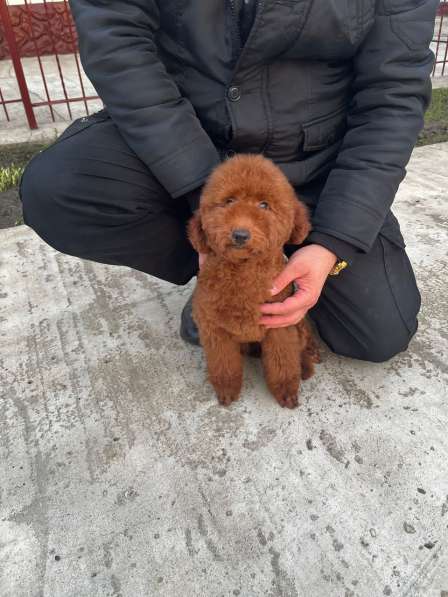 Toy poodle / miniature в фото 4