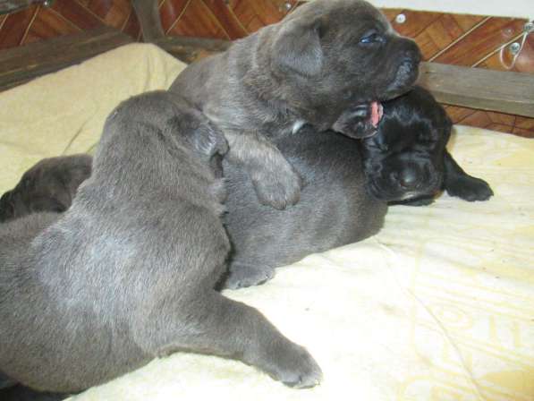 Малыши Корсики 3 мес в Москве фото 40