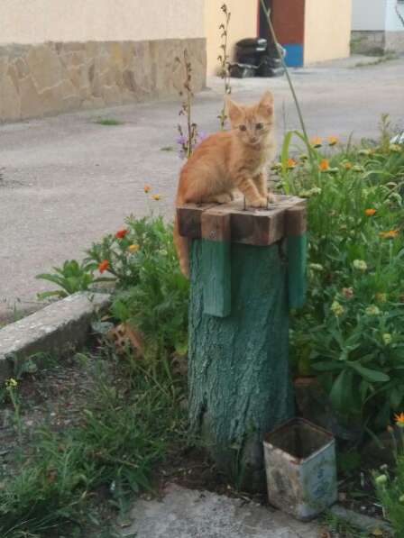 СРОЧНО! Заберите котят в семью в Севастополе фото 5