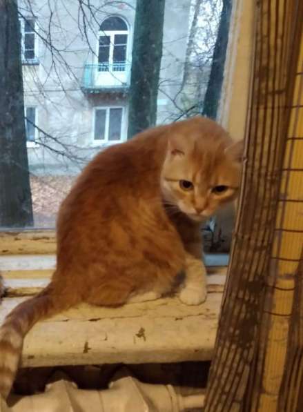 Кошечка ищет любящий дом в Сергиевом Посаде фото 12