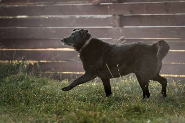 Полкан - заслуживающий самого лучшего хозяина пес в Москве фото 9